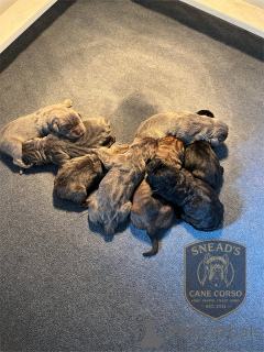 Фото №3. Nuttede Cane Corso очень красив и безопасен для всех.  Дания