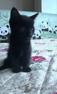 Фото №3. Бомбей-Kätzchen zu verkaufen. Франция