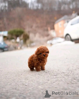 Фото №4. Продажа беспородную в Берлине заводчик - цена 27830₽