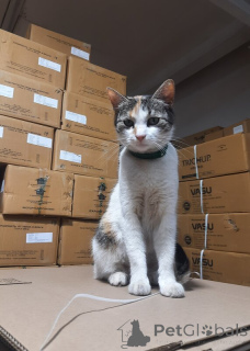 Фото №3. Обратите внимание на нашу милую девочку МУСЮ!. Россия