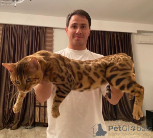 Фото №2 к объявлению №140977 о продаже  - купить в Грузии из питомника, заводчик