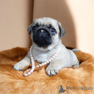 Фото №2 к объявлению №164918 о продаже мопса - купить в Украине из питомника, заводчик