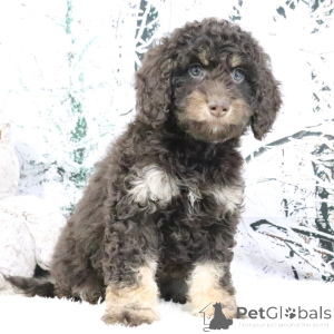 Фото №3. Девочка, 9 недель, готова вернуться домой..  Великобритания