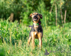 Фото №2 к объявлению №166637 о продаже беспородную - купить в России частное объявление