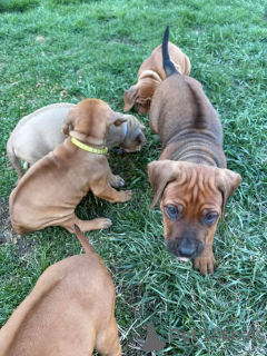 Фото №3. Rhodesian Ridgeback Puppies для усыновления.  Германия