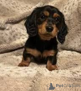 Фото №3. Prachtige teckelpuppy's te koop Мы будем рады видеть, как вы представляете.  Бельгия