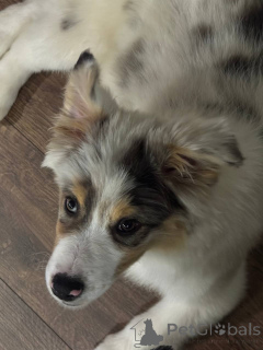 Фото №3. Щенки Австралийской овчарки (Аусси).  Беларусь