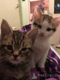 Фото №3. Европейские Chatons в магазине. Бельгия