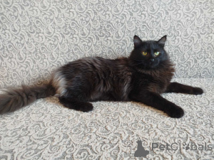 Фото №1.  - купить в Минске за Бесплатно. Объявление №164928