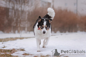Фото №3. Собака Оливка ищет дом и хозяина, в добрые руки.  Россия