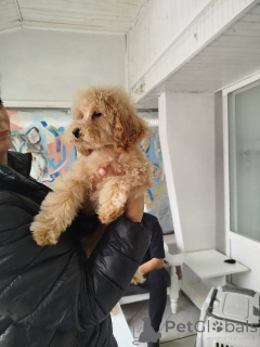 Фото №2 к объявлению №155965 о продаже пуделя (карликового) - купить в Сербии 