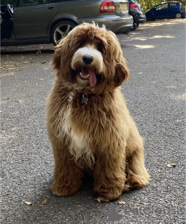 Дополнительные фото: Австралийские щенки лабрадудл (2 мальчика и 4 девочки)