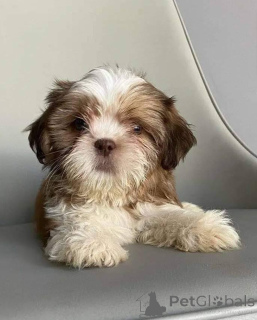 Фото №2 к объявлению №168170 о продаже ши-тцу - купить в Бельгии частное объявление