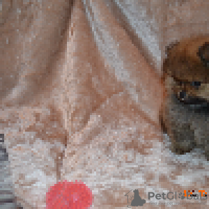 Фото №3. Померанский шпиц.  Украина