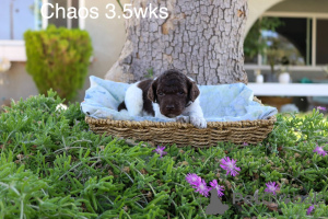 Фото №2 к объявлению №158387 о продаже пуделя (королевского) - купить в Дании частное объявление