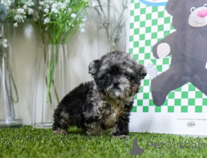 Фото №4. Продажа мальтийскую болонку в Мичиган -Сити заводчик - цена договорная