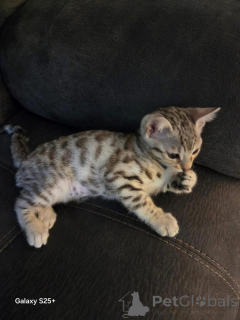 Фото №1. бенгальская - купить в Упсала за 69575₽. Объявление №153201