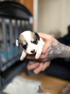 Фото №2 к объявлению №163984 о продаже мальтипу - купить в США частное объявление