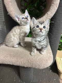 Фото №2 к объявлению №152759 о продаже бенгальская - купить в Швейцарии частное объявление