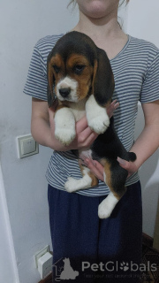 Фото №3. Продаются щенки 4 девочки и 4 мальчика.  Германия