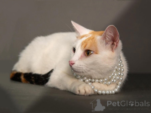 Фото №2 к объявлению №155866 о продаже  - купить в России частное объявление