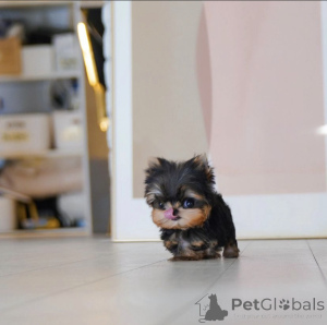 Фото №4. Продажа беспородную в Лос -Анджелес частное объявление, из питомника - цена 44934₽