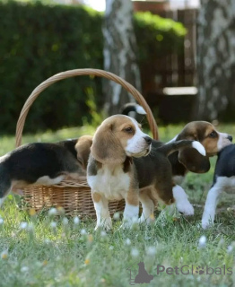 Фото №3. Этот милый маленький щенок теперь доступен для усыновления! Мы ищем не что иное,.  Испания