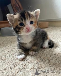 Фото №1. манчкин - купить в Dormagen за 32468₽. Объявление №149730