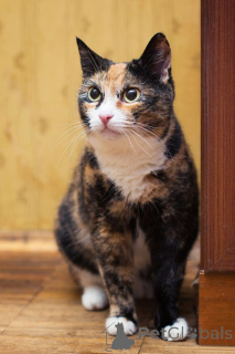 Фото №4. Продам  в Москве реке частное объявление - цена Бесплатно