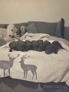 Фото №1. бедлингтон-терьер - купить в Bad Soden-Salmünster за договорная. Объявление №166362