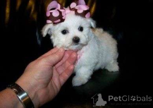 Фото №1. мальтипу - купить в Хельсинки за договорная. Объявление №156888