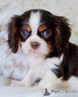 Фото №3. Поздоровайтесь с Чарли, веселым мальчиком, у которого никогда не заканчивается.  Финляндия