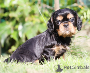 Фото №3. Charming cavalier boy looking for a family.  Италия