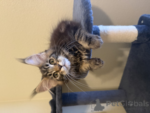 Фото №3. Мэн Кун. США