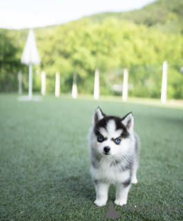 Фото №2 к объявлению №144368 о продаже беспородную - купить в Германии частное объявление, заводчик