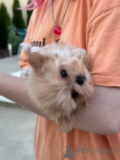 Фото №2 к объявлению №137493 о продаже  - купить в Швейцарии частное объявление