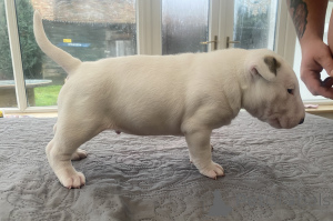 Фото №1. бультерьер - купить в Познани за 111320₽. Объявление №50291