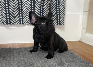 Фото №2 к объявлению №166276 о продаже французского бульдога - купить в США 