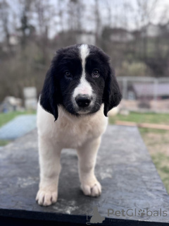 Фото №3. Разведение Landseer - исключительные щенки для продажи!.  Польша