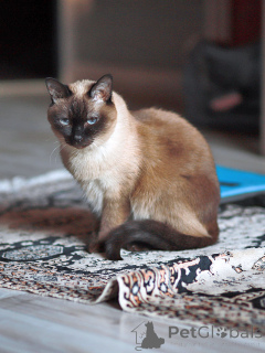 Фото №2 к объявлению №158843 о продаже тайская - купить в России частное объявление