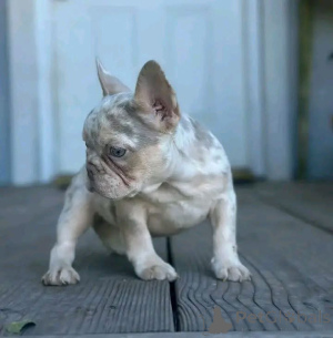 Фото №4. Продажа  в Buggenhout  - цена договорная