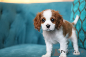 Фото №3. Дейзи маленький лучик солнца, готовый наполнить ваши дни любовью и смехом!.  Ирландия