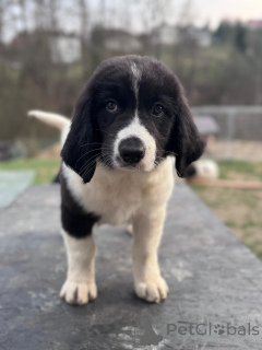 Фото №2 к объявлению №138673 о продаже ландсира - купить в Польше заводчик