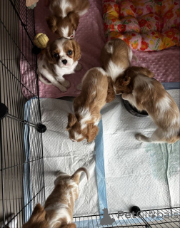 Фото №1. кинг-чарльз-спаниель - купить в Бранденбург за 69575₽. Объявление №161173