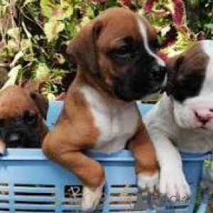 Фото №1. немецкий боксёр - купить в Милане за 78852₽. Объявление №165798