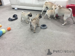 Фото №4. Продажа мопса в Пярну частное объявление, заводчик - цена 46384₽