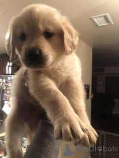 Фото №4. Продажа золотистого ретривера в Варшаве заводчик - цена договорная