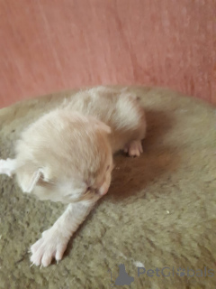 Фото №4. Продам шотландскую вислоухую (скоттиш фолд) в Москва частное объявление - цена договорная