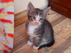 Фото №3. Котята в добрые руки. Азербайджан