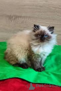 Фото №3. Шатоны Гималайские на продажу. Франция